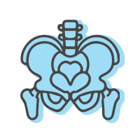 Pelvis Ver 4
